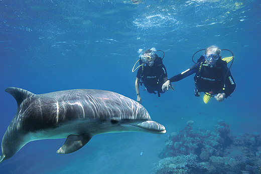 Diving, Snorkeling